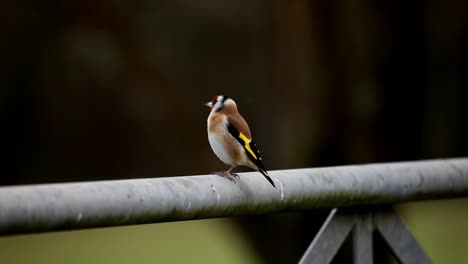 Goldfinch,-Carduelis-carduelis