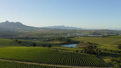 Aerial-vineyards-and-dam-pond-at-sunrise,-mountains-in-background-on-farm-landscape-in-countryside,-Stellenbosch,-Cape-Town