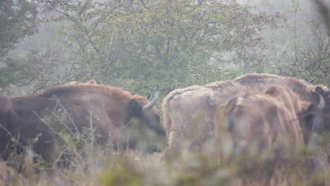 European-bison-bonasus-bull-patroling-around-the-herd,foggy,Czechia