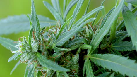 Vegetationspflanzen,-Marihuanablätter,-Hintergrundanbau-Von-Cannabis-Indica,-Grüner-Cannabisanbau,-Hanf-CBD-Marihuana