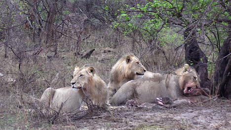Drei-Junge-Männliche-Löwen-Sitzen-Zusammen,-Während-Einer-Sich-An-Einer-Getöteten-Giraffe-Labt-Und-Die-Anderen-Wache-Halten