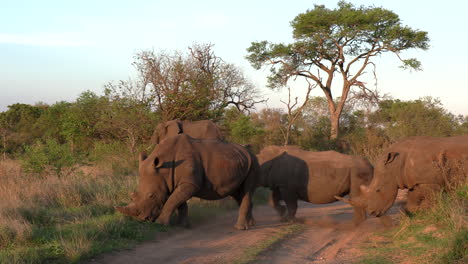A-group-of-White-Rhinos-cross-a-dirt-road-in-the-Kruger-National-Park,-Africa