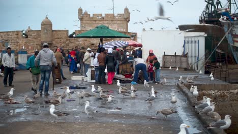 Fish-sellers-in-the-port-area-of-Essaouira,-Morocco-are-deluged-with-seagulls-wanting-treats