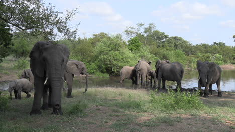 Group-of-elephants-by-waterhole-fan-ears-to-cool-down-and-scent-air