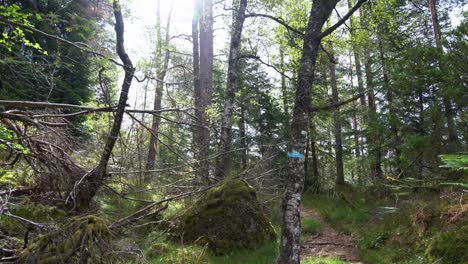 Wrecked-fauna-of-Vaksdal-Vestland-woods-Europe