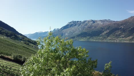 Aerial-ascending-behind-huge-tree---revealing-mesmerizing-apple-plantation-farm-fjord-landscape