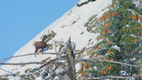 A-chamois-is-eating-grass-on-a-snowy-hillside
