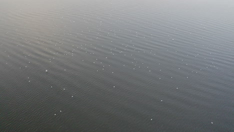 Aerial-shot-of-birds-relaxing-on-peaceful-lake