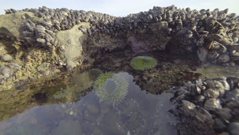 Seastar,-Anemones,-and-Mussels-in-Tide-Pool,-Wide-Angle