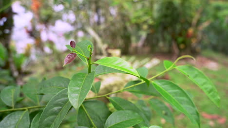 Pan-shot-of-organic-guayusa-leaves-,producing-energy-tea