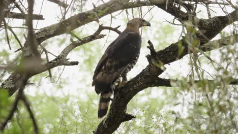 Crowned-eagle-perched-on-tree-turns-head-in-all-directions