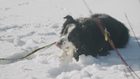 Schneiden-Sie-Einen-Schwarzen-Hund,-Der-Im-Schnee-Liegt