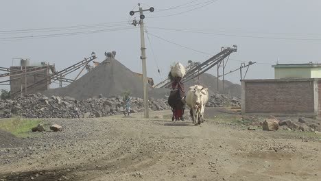 Eine-Dorfbewohnerin-Holt-Ihre-Kühe-Vom-Brecherfeld-In-Dumka,-Jharkhand-In-Indien