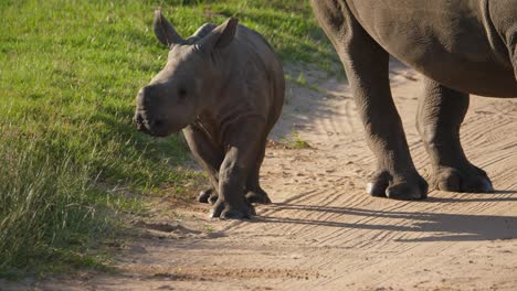 Adorable-baby-white-rhino-runs-towards-the-camera-and-stops-abruptly,-portrait-view