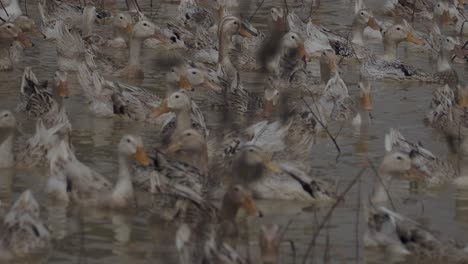 Close-up-shot-showing-group-of-ducks-swimming-in-dirty-pond-after-heavy-flood-in-Cambodia