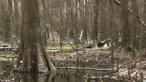 snow-in-swamp-in-Eastern-North-Carolina