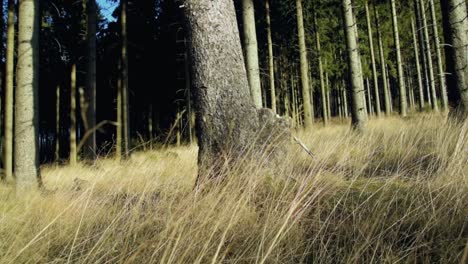 closeup-pan-shot-of-grass-moving-in-the-wind-in-spruce-forest