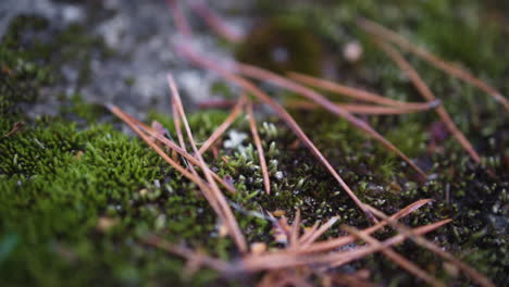 Close-up-of-pine-needles-and-moss-on-a-rock-on-a-cold-morning