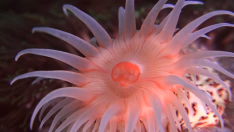 Super-close-up-of-bright-orange-sea-anemone-filling-whole-frame