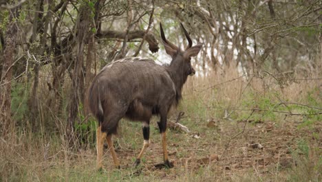 Die-Majestätische-Gestreifte-Nyala-Antilope-Spaziert-Vorsichtig-Durch-Trockenes-Buschland