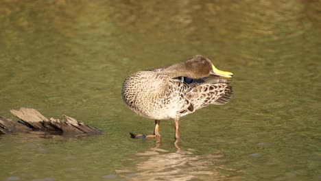 Duck-perched-on-log-takes-drink-of-river-water-after-preening-ruffled-feathers