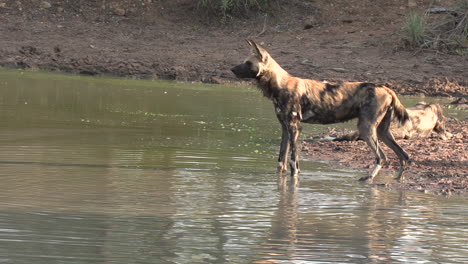 Seitenansicht-Eines-Einsamen-Afrikanischen-Wildhundes,-Der-Am-Wasserloch-Steht,-Um-Sich-Abzukühlen