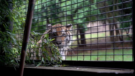 Tiger-staring-at-camera-through-fence-at-zoo,-panning-medium-shot