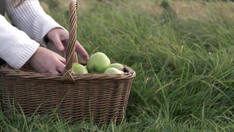 Woman-filling-basket-with-fresh-apples-medium-shot
