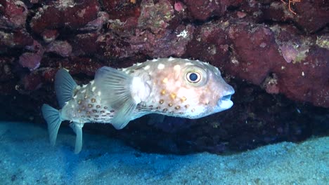 Weitwinkelaufnahme-Eines-Spotbase-Keulenfisches,-Der-Auf-Einem-Korallenriff-Im-Roten-Meer-Schwimmt
