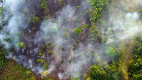 Bushfires-threatens-animals-in-tropical-forests-of-Australia---Aerial-drone-shot