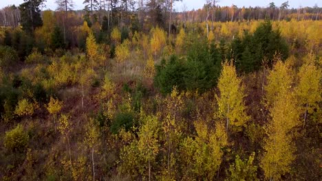 Beautiful-aerial-footage,-flying-over-colorful-autumn-forest-with-yellow-birches-and-firs,-wide-angle-ascending-drone-shot-moving-forward