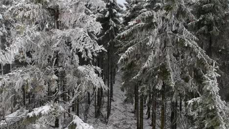 Flythrough-of-a-frozen-pine-tree-forest-branches-with-ice-on-every-branch