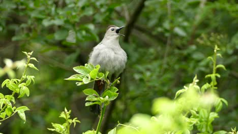 Lone-Grey-Catbird-perched-on-vivid-green-leaves-singing-his-heart-out