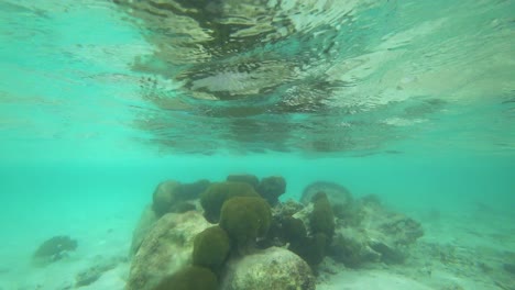 Stück-Korallenriff-In-Quinata-Roo-Mexiko-Gesehen