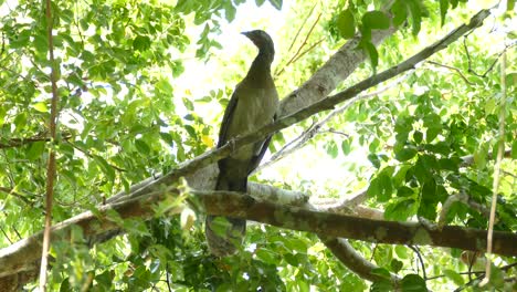 Big-exotic-bird,-looking-around-from-a-tree-branch,-in-a-Panama-tropical-forest