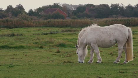 White-Welara-Pony-Feeding-Grass-On-The-Lush-Green-Fields-In-Summer