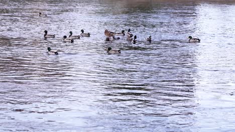 Hermosos-Patos-Salvajes-Flotando-En-El-Agua-Del-Lago-Cristalino-En-El-Parque-En-Rumania-Durante-La-Primavera