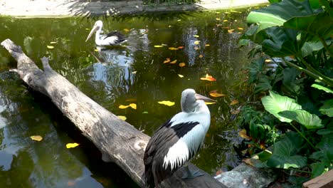 Two-pelicans-perching-on-wooden-log-and-swim-in-pond,-zoo-Yogyakarta,-Indonesia