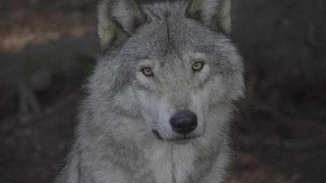 Ein-Grauer-Wolf,-Der-Durch-Den-Wald-Der-Nördlichen-Wildnis-Pirscht