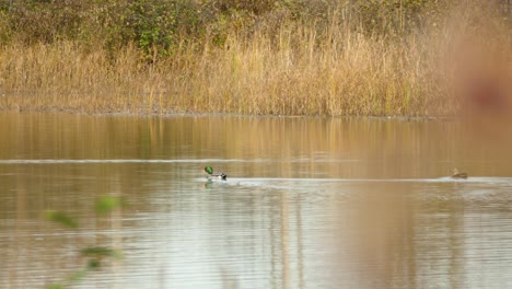 A-couple-of-ducks-swimming-in-a-lake-from-right-to-left,-conservation-concept,-wide-static-shot