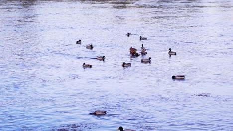 A-Pair-Of-Mallard-Ducks-Swimming-On-The-Calm-Water-Near-The-Park-In-Romania