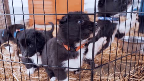 Cachorros-Border-Collie-En-La-Perrera-Siendo-Alimentados