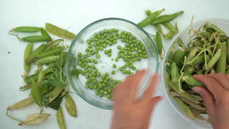Person-shelling-home-grown-garden-pea-pods-into-bowl,-top-down-view