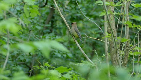 Cedar-Waxwing-bird-turns-around-as-it-is-perched-on-a-branch-in-the-middle-of-the-woods