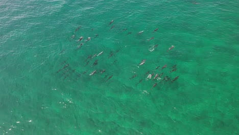 Gran-Manada-De-Delfines-Nadando-En-Las-Islas-Maldivas-Con-Agua-Turquesa-En-Un-Día-Soleado,-Vista-Aérea-Superior-Seguir-Tiro