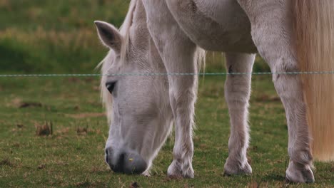 Weißes-Pony,-Das-Gras-Auf-Der-Ranch-Frisst