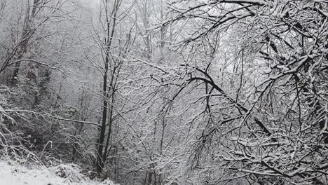 Schneesturm-Im-Wald,-In-Hochauflösenden-Details-Wie-Äste-Und-Blätter,-Die-Mit-Schnee-Bedeckt-Sind