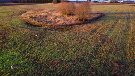 Aerial-view-at-two-European-roe-deer-eating-calm-at-open-field-in-sunny-autumn---winter-day,-golden-hour,-wide-angle-establishing-drone-shot-moving-backwards