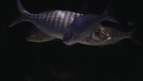 CLOSE-UP-of-Fish-Swimming-Deep-Underwater-018