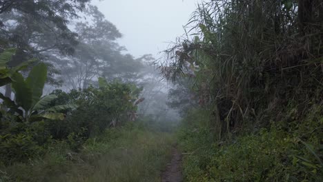 Walking-through-the-hazy-jungle